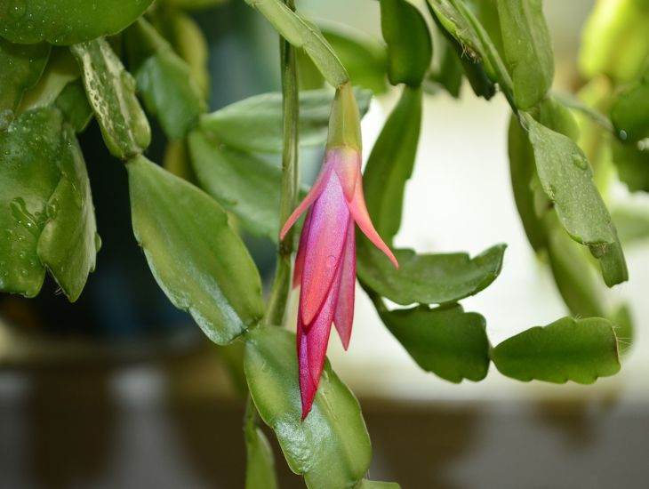 flower, leaves