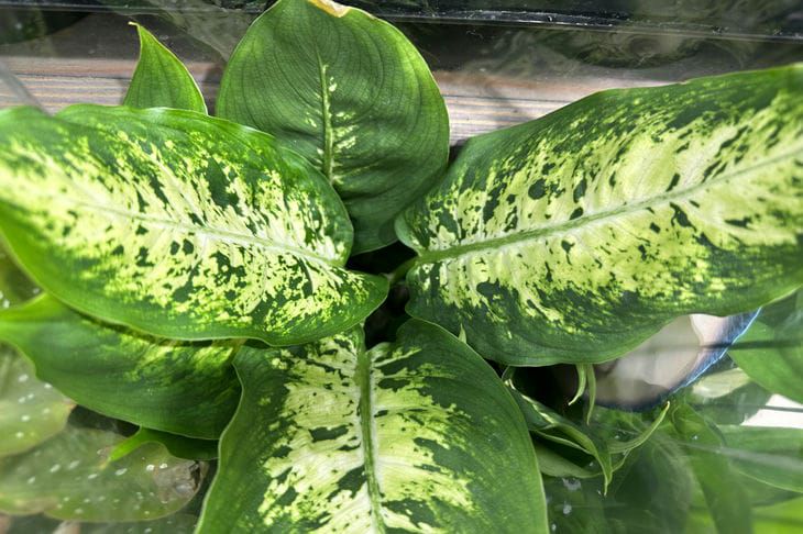 dieffenbachia