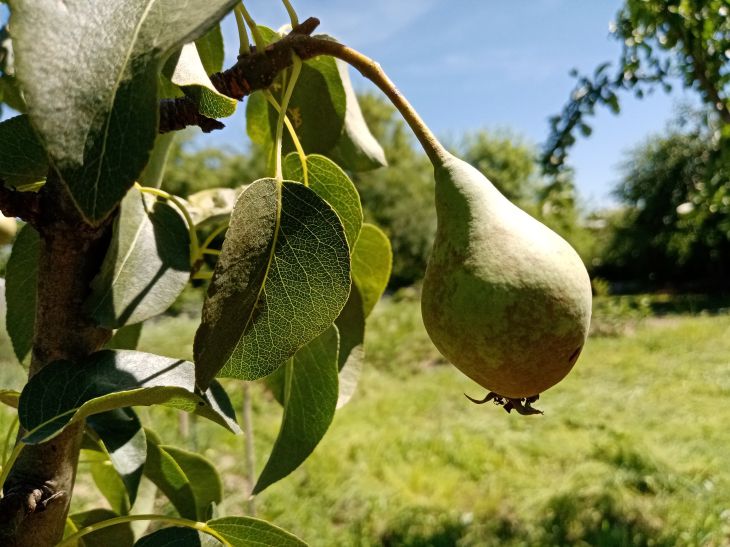 fruit, leaves