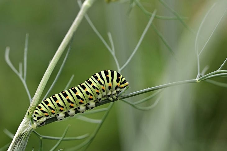 caterpillar