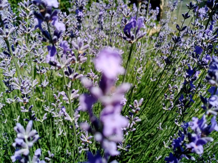 lavender