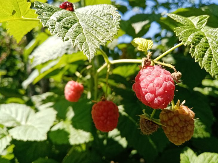 berries, leaves