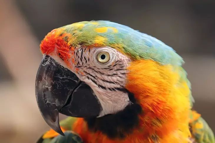 parrot