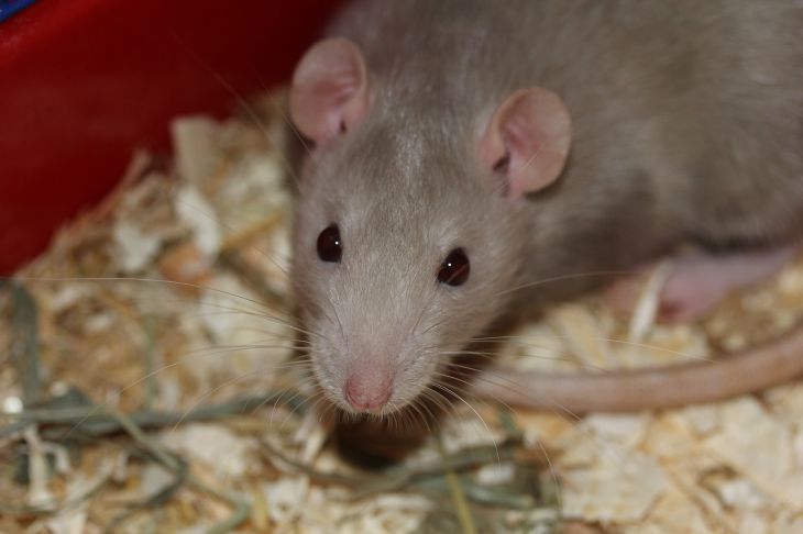 rat