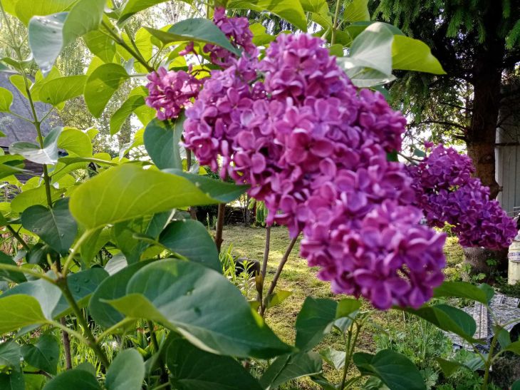 leaves, flowers