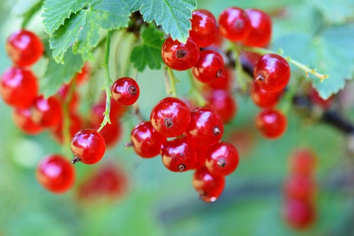 currant