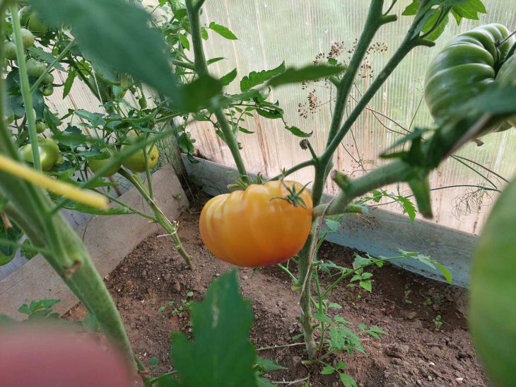 tomatoes, leaves