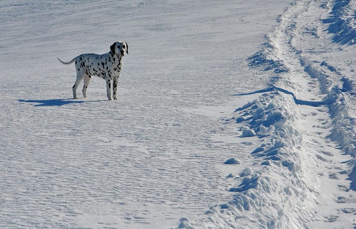 Dalmatian