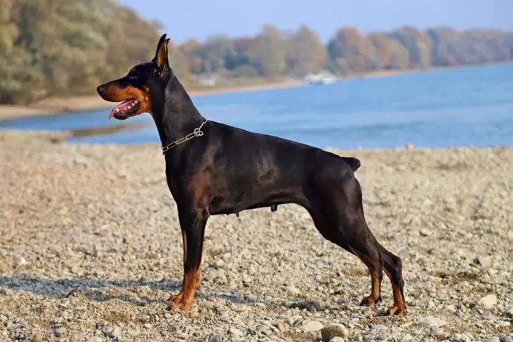 Doberman