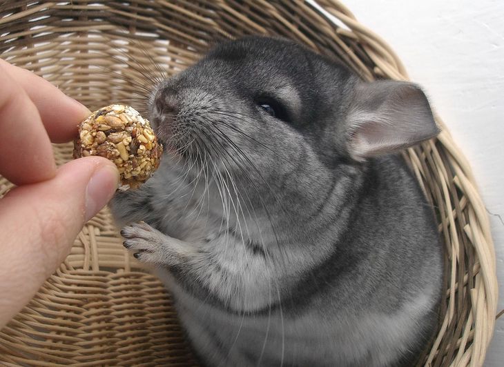 chinchilla