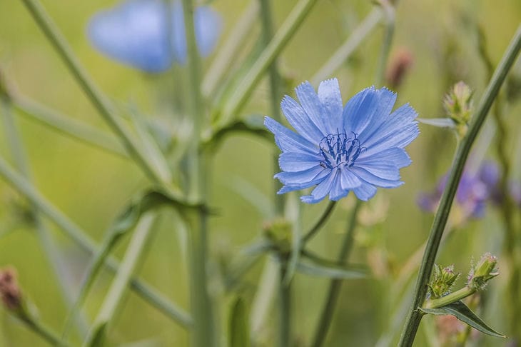 chicory