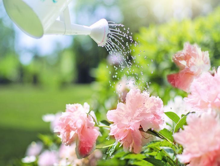 flowers, water