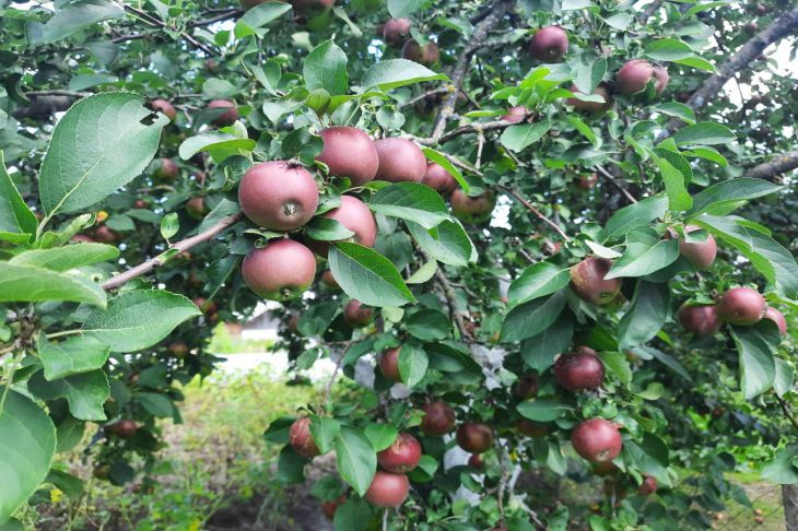 apple trees