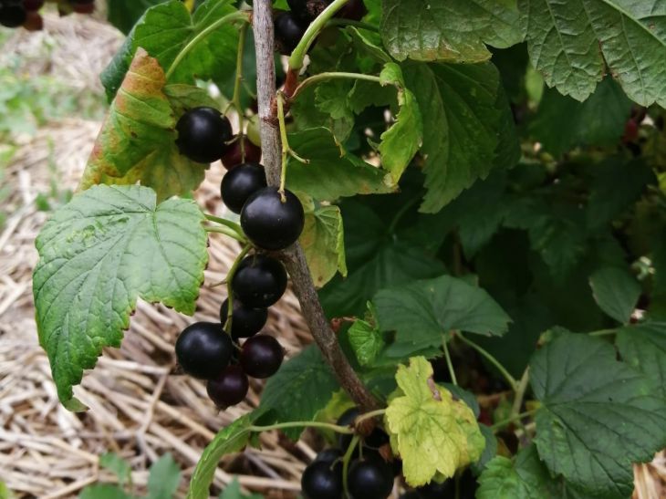 berries, leaves