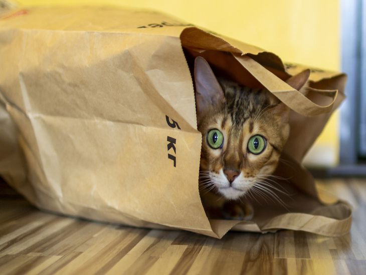 package, cat