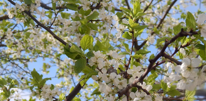 branches, leaves