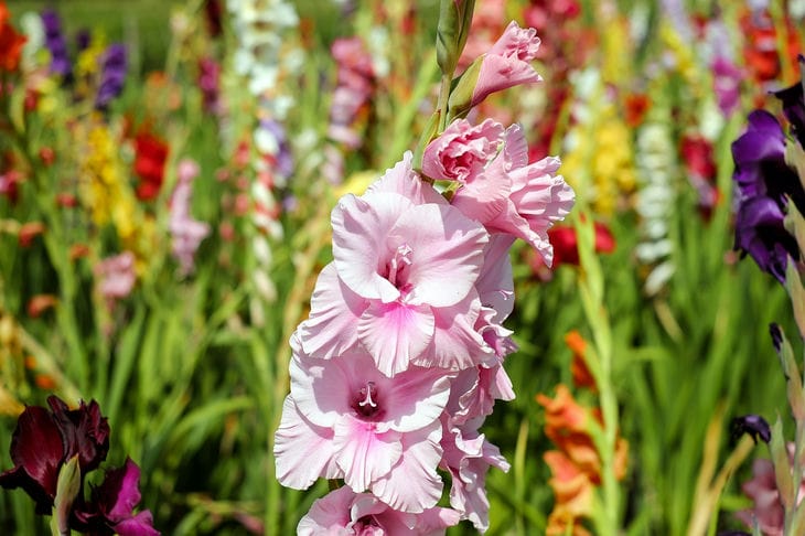 gladiolus