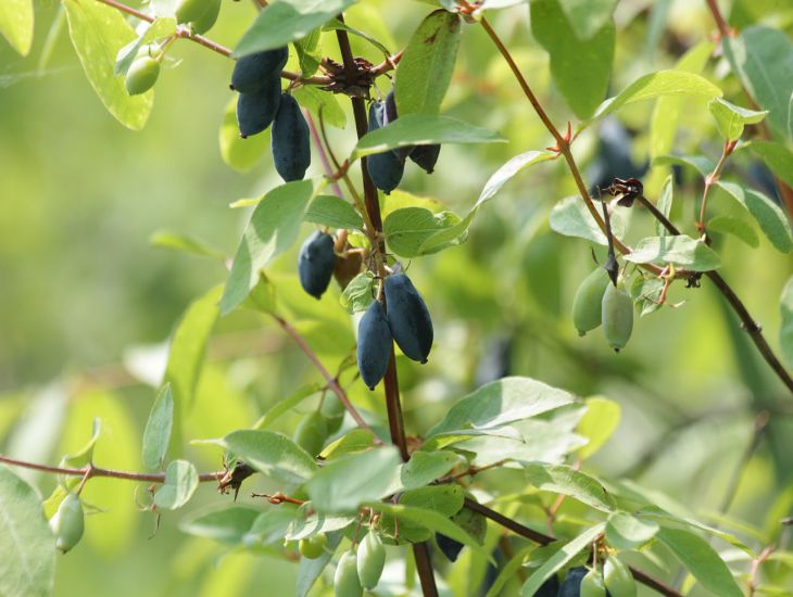 berries, leaves