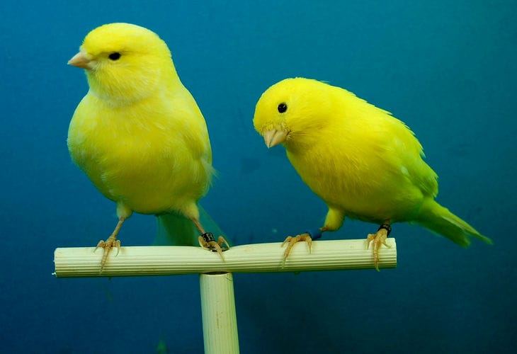 canaries