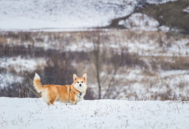 corgis