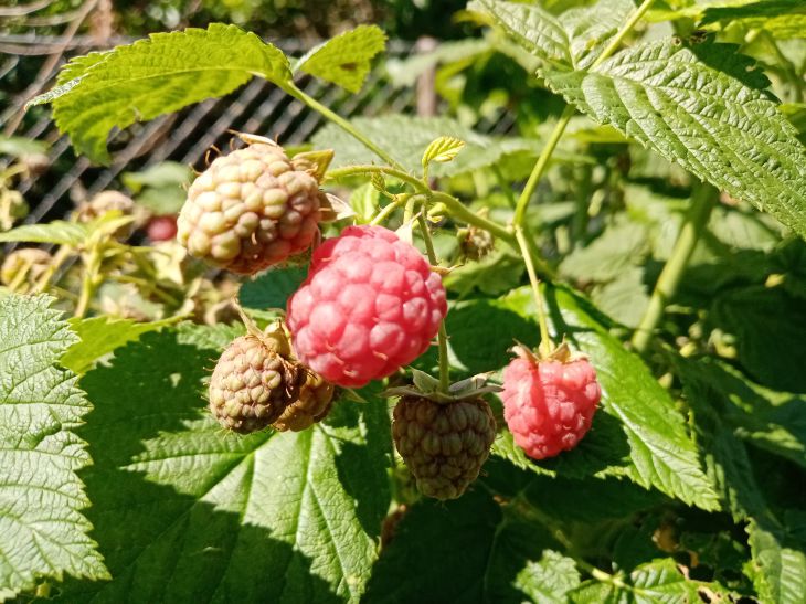 berries, leaves