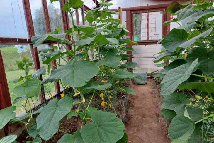 cucumbers