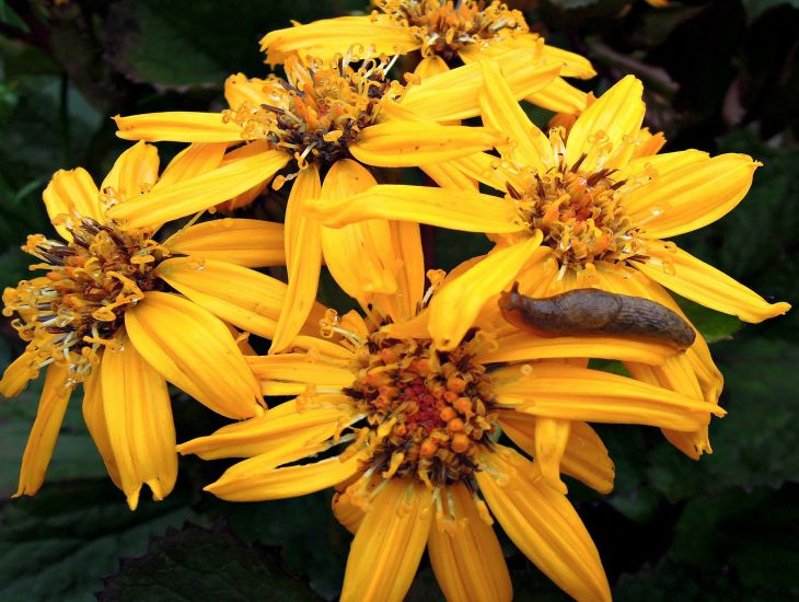 slug, flowers