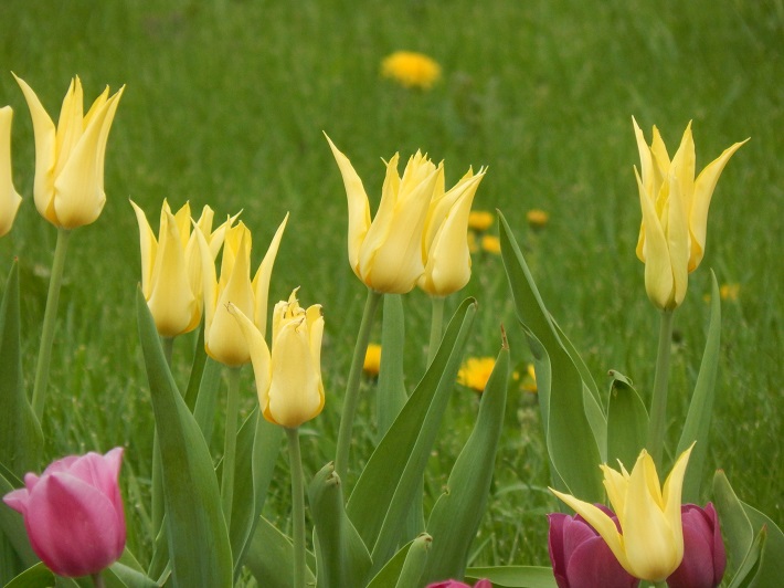 tulips