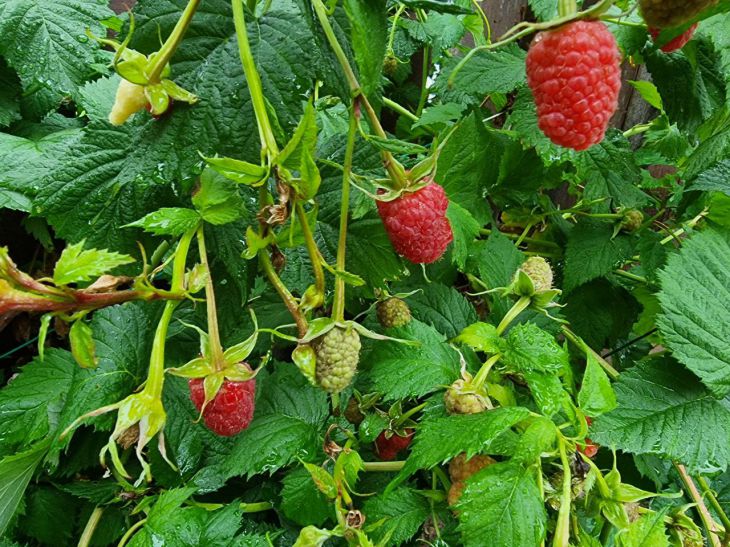 berries, leaves