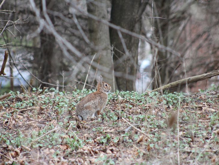 hare, branches