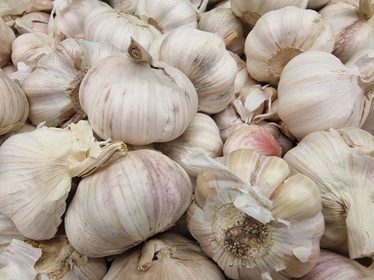 Garlic