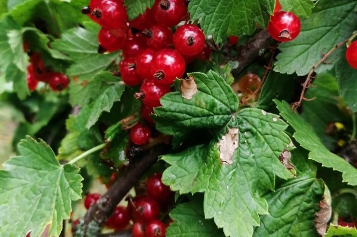 currants