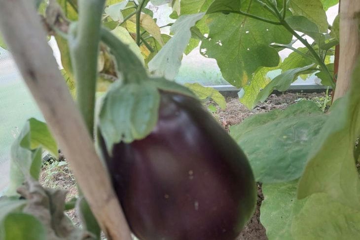 Eggplant