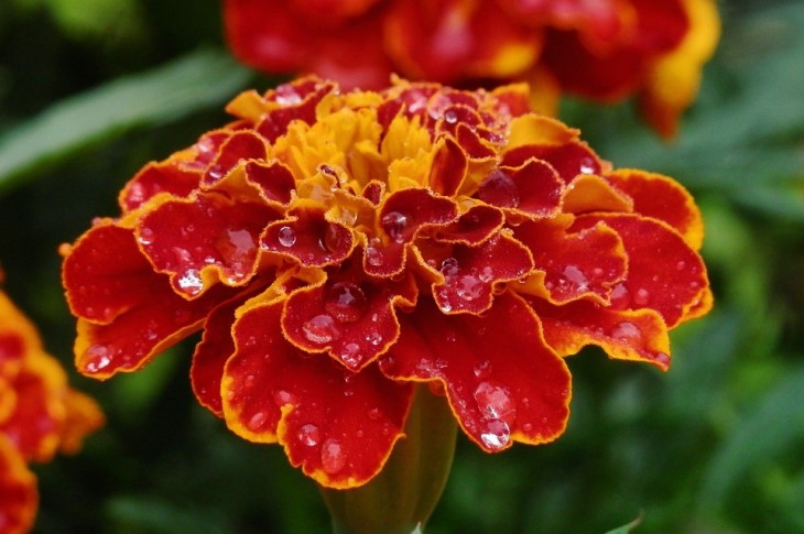 marigold