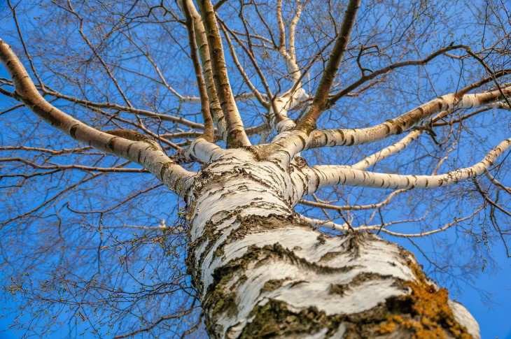 birch tree