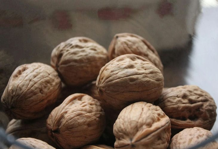 walnut