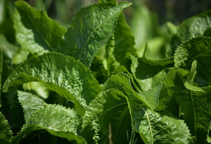 horseradish