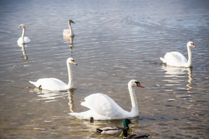 swans