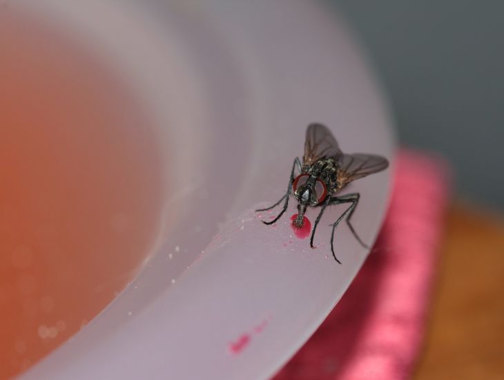 plate, fly