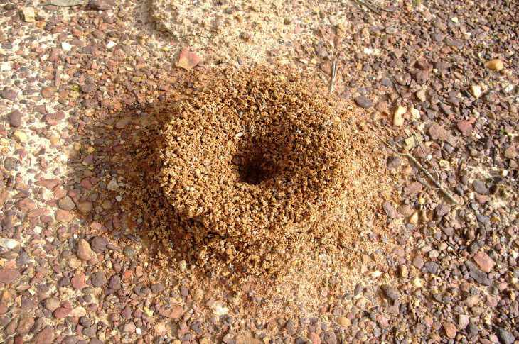 anthill