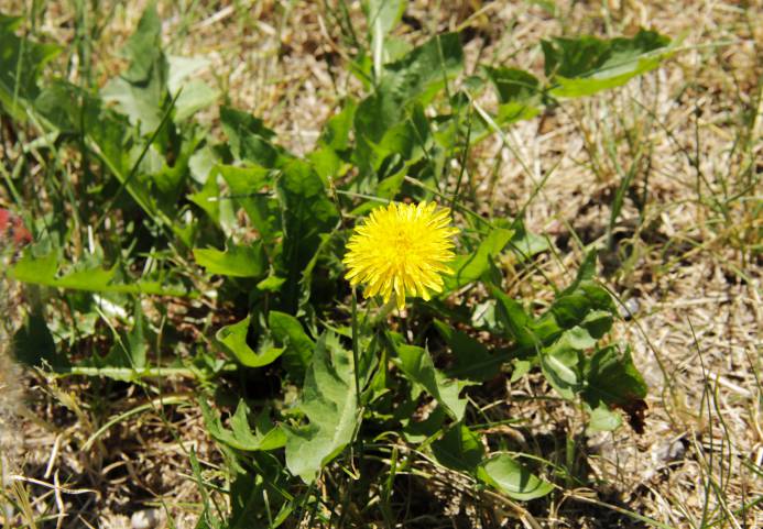 dandelions