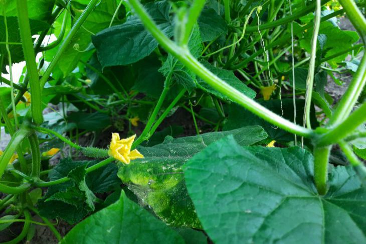 cucumbers