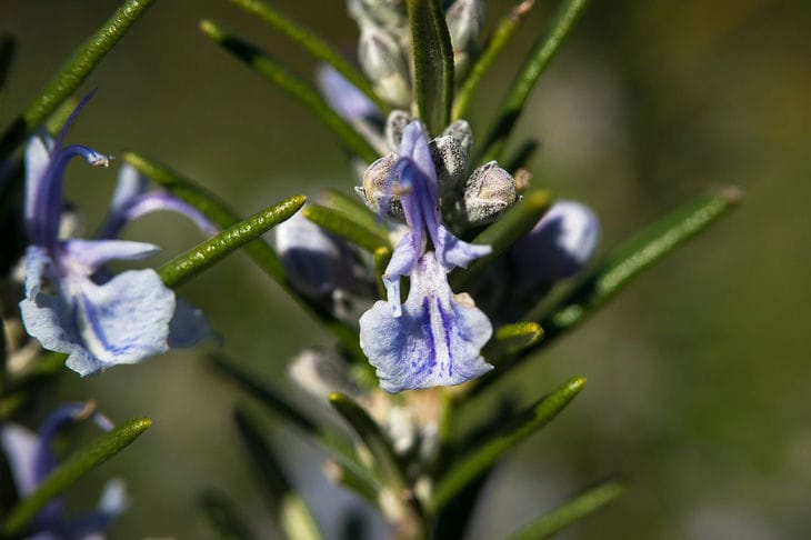 rosemary