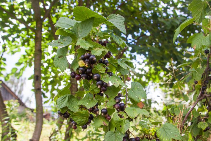 berries, leaves