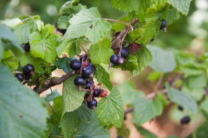 currants