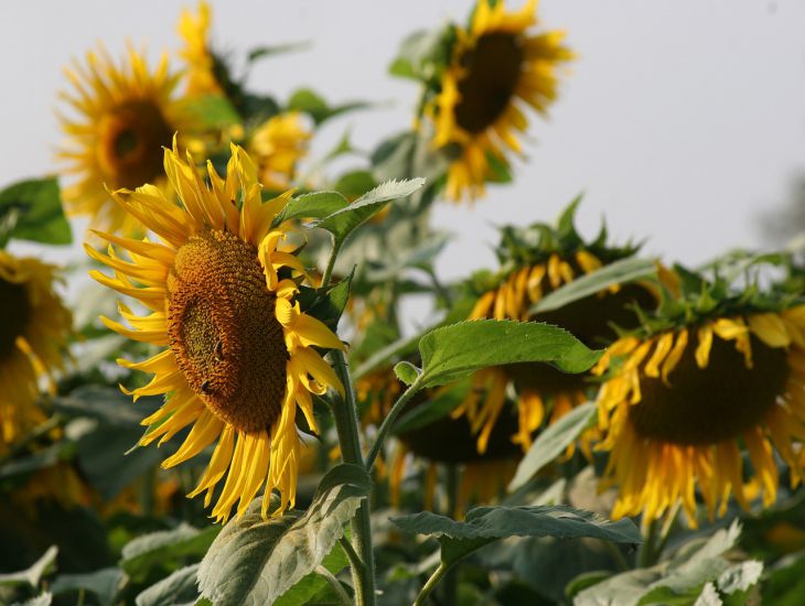 flowers