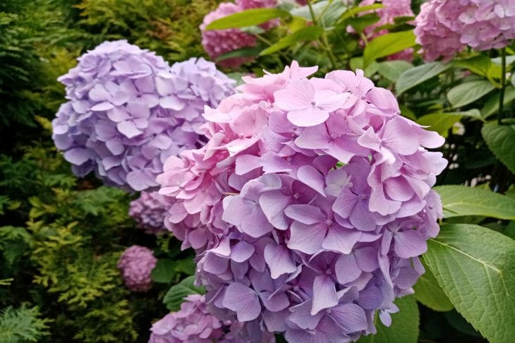 hydrangeas