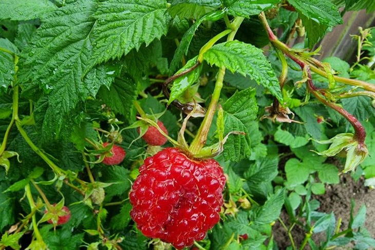 raspberry