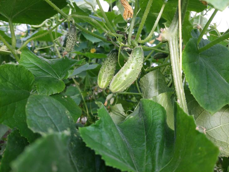 cucumbers