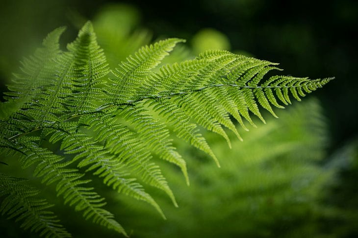 fern